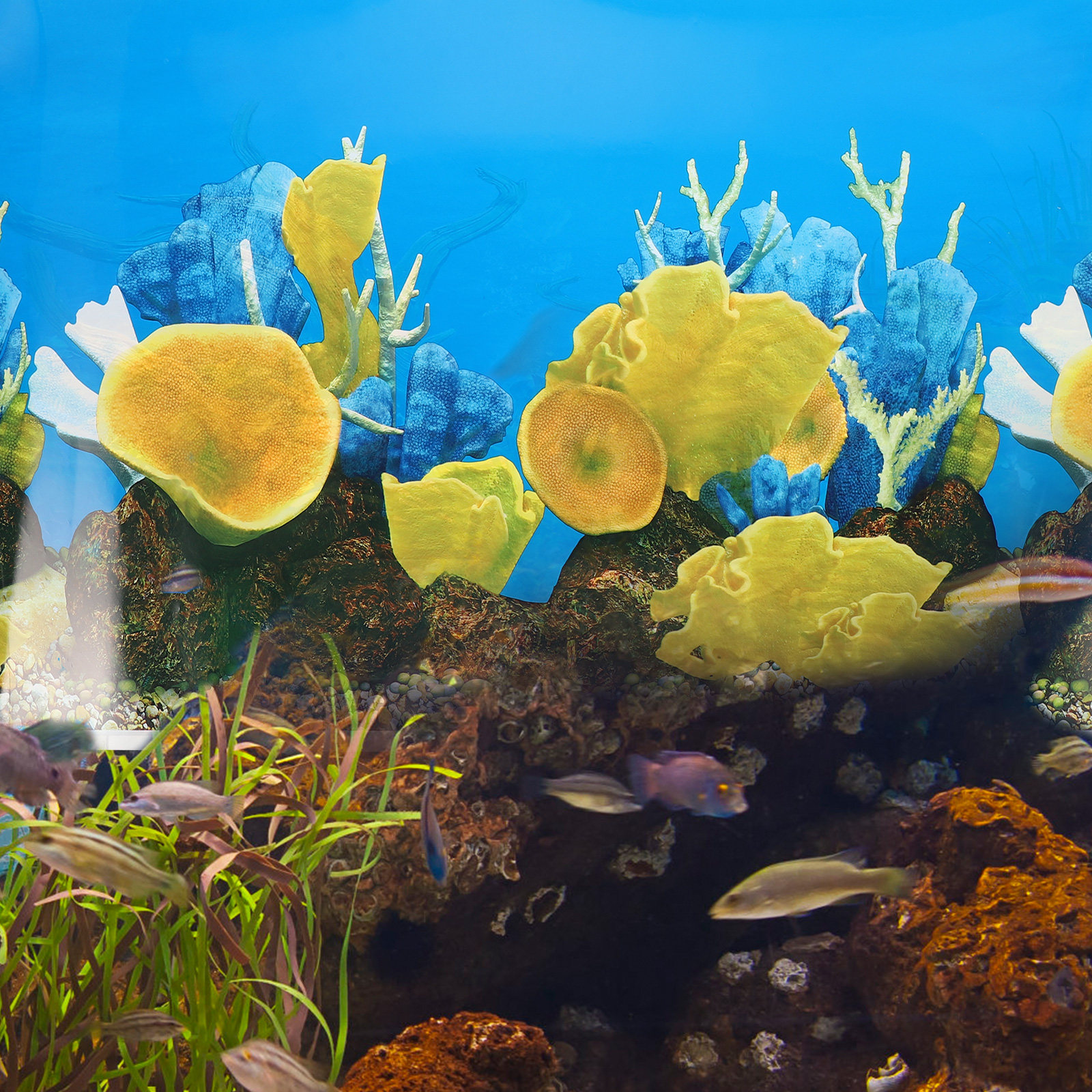 Wallpaper Natural Cover Aquari - огляд і ціна Aquarium Fish Poster
