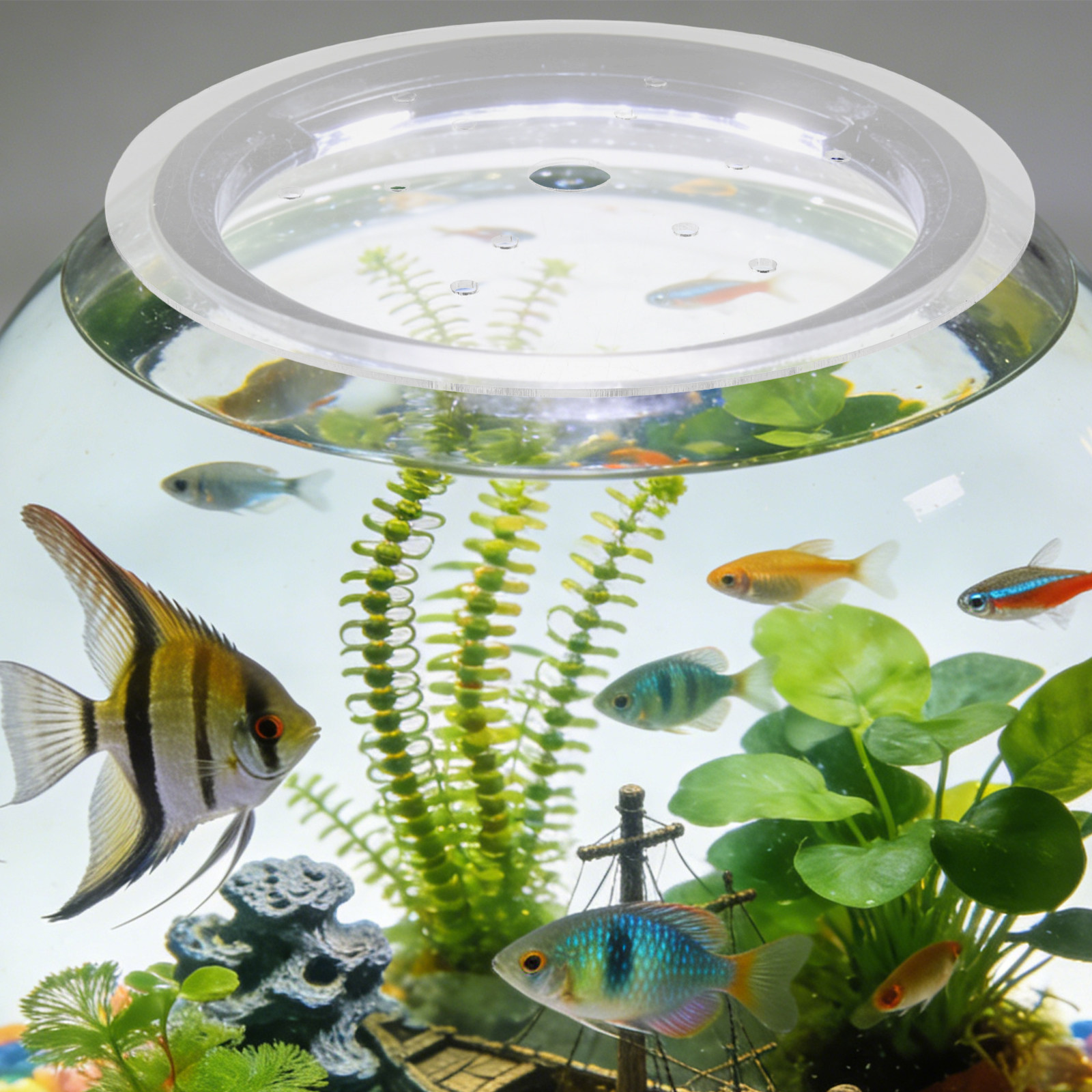 19Cm Clear Acrylic Round Fish  - огляд і ціна Aquarium Fish Escape