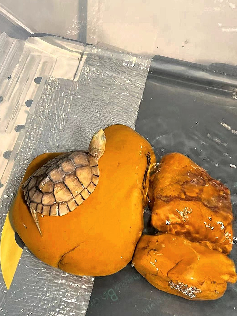 Natural Yellow Wax Stone Turtl - огляд і ціна Aquarium Fishland