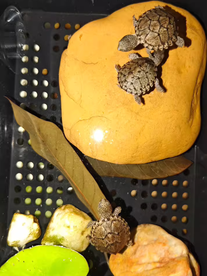 Natural Yellow Wax Stone Turtl - огляд і ціна Aquarium Fishland