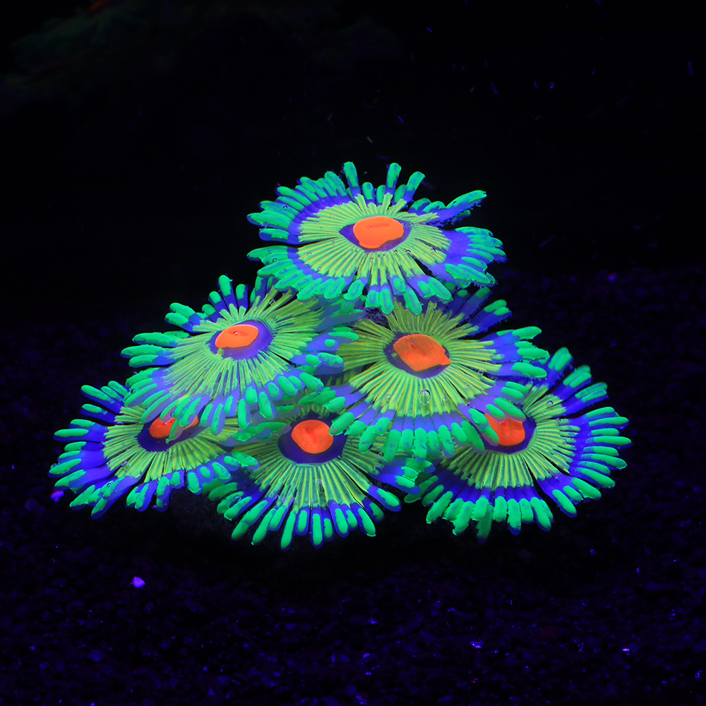 Silicone Simulated Sea Anemone - огляд і ціна Aquarium Fish Of The World