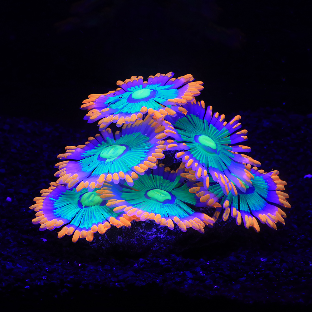 Silicone Simulated Sea Anemone - огляд і ціна Aquarium Fish Of The World
